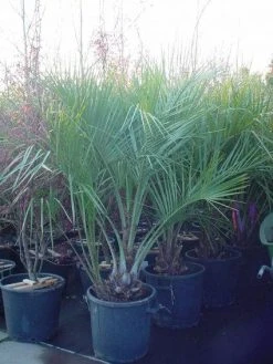 Geleipalm (Butia Capitata) -Groene Wereld 20120220110229 6