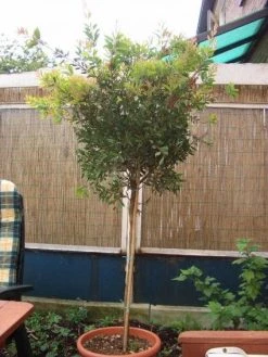 Lampepoetserplant Op Stam (Callistemon Laevis ) -Groene Wereld 20120220111108 1