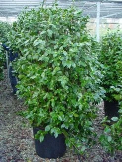 Camelia (Camellia, Rood) 21 Camelia (Camellia, Rood) -Groene Wereld 20120220112609 60 12