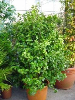 Camelia (Camellia, Wit) 12 Camelia (Camellia, Wit) -Groene Wereld 20120220112651 5 1