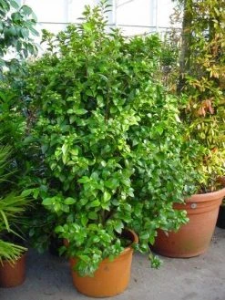 Camelia (Camellia, Rose) -Groene Wereld 20120220112744 20 4 1