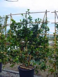 Camelia Als Leivorm (Camellia Japonica) -Groene Wereld 20120220112828 2