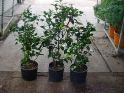 Camelia (Camellia, Rood) 19 Camelia (Camellia, Rood) -Groene Wereld 20120220112914 60 12