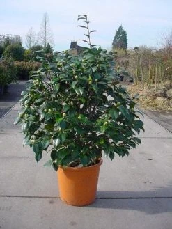 Camelia (Camellia, Rose) -Groene Wereld 20120220113012 20 4 1