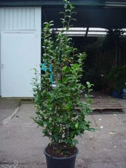 Camelia (Camellia, Wit) -Groene Wereld 20120220113313 5 2