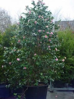 Camelia (Camellia, Rose) -Groene Wereld 20120220113414 20 4 1