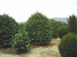 Camelia (Camellia, Rood) 17 Camelia (Camellia, Rood) -Groene Wereld 20120220113515 24 12 12 1