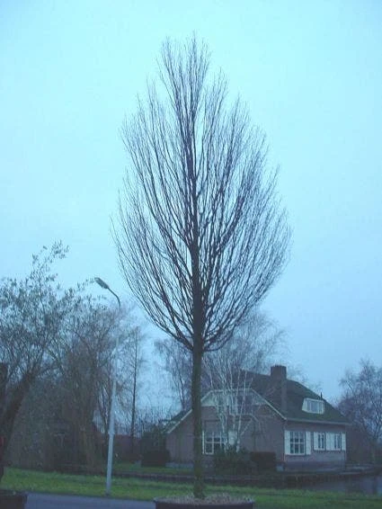 Haagbeuk (Carpinus Betulus 'Fastigiata') 4 Haagbeuk (Carpinus Betulus 'Fastigiata') - Afbeelding 2