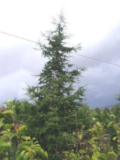 Libanonceder (Cedrus Libani) -Groene Wereld 20120220143307 17