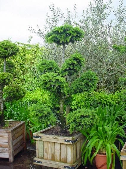 Libanonceder Als Bonsai (Cedrus Libani) 3 Libanonceder Als Bonsai (Cedrus Libani)