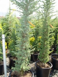 Zuilvormige Ceder (Cedrus Libani 'Fastigiata') -Groene Wereld 20120220143513 10