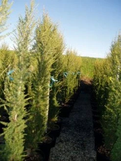 Zuilvormige Ceder (Cedrus Libani 'Fastigiata') -Groene Wereld 20120220143559 10 1