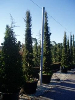 Zuilvormige Ceder (Cedrus Libani 'Fastigiata') -Groene Wereld 20120220143621 11 1