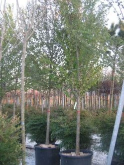 Judasboom (Cercis Siliquastrum) -Groene Wereld 20120220144824 10 1