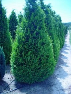 Gele Haagconifeer (Chamaecyparis Lawsoniana 'Ivonne') 19 Gele Haagconifeer (Chamaecyparis Lawsoniana 'Ivonne') -Groene Wereld 20120220145114 7
