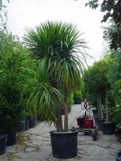 Cordyline (Cordyline Australis) -Groene Wereld 20120220150047 8