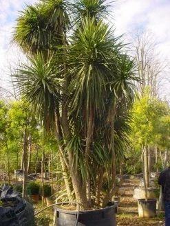 Cordyline (Cordyline Australis) -Groene Wereld 20120220150143 8 1
