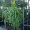 Cordyline (Cordyline Australis) 1 Cordyline (Cordyline Australis) -Groene Wereld 20120220150255 8