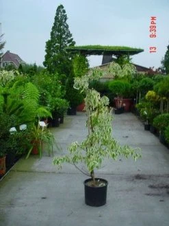 Reuzenkornoelje (Cornus Controversa 'Variegata') -Groene Wereld 20120220150500 7