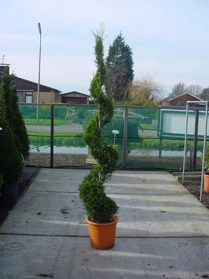 Leylandcipres Als Spiraal (Cupressocyparis Leylandii 'Castlewellan Gold' ) 3 Leylandcipres Als Spiraal (Cupressocyparis Leylandii 'Castlewellan Gold' )