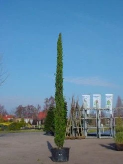 Italiaanse Cypres (Cupressus Sempervirens 'Stricta') -Groene Wereld 20120220154131 15