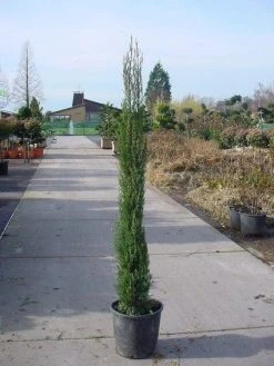Italiaanse Cypres (Cupressus Sempervirens 'Stricta') -Groene Wereld 20120220154241 15