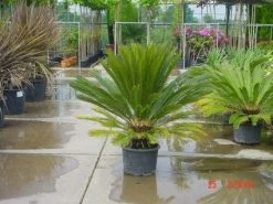 Cycaspalm (Cycas Revoluta) -Groene Wereld 20120220154507 5 1