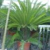 Cycaspalm (Cycas Revoluta) -Groene Wereld 20120220154616 5 1