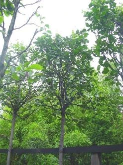 Kweepeer (Cydonia Oblonga) 9 Kweepeer (Cydonia Oblonga) -Groene Wereld 20120220154724 2 1