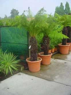 Grote Boomvaren (Dicksonia Antarctica) 17 Grote Boomvaren (Dicksonia Antarctica) -Groene Wereld 20120220155006 11 1 1