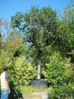 Kaki (Diospyros Kaki) -Groene Wereld 20120220155112 8 1