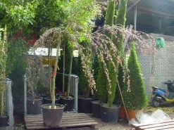 Rode Treurbeuk (Fagus Sylvatica 'Purple Fountain')