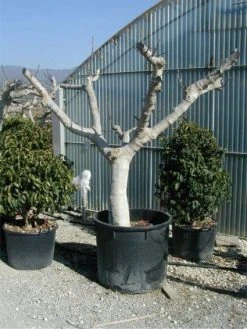 Vijg Als Solitair (Ficus Carica) -Groene Wereld 20120220162113 7