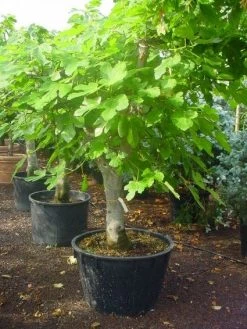 Vijg Als Solitair (Ficus Carica) 12 Vijg Als Solitair (Ficus Carica) -Groene Wereld 20120220162214 7 1