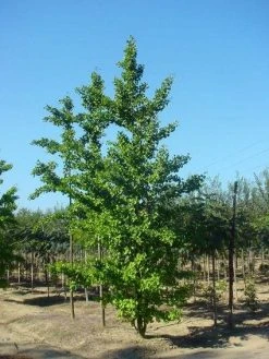 Japanse Notenboom (Ginkgo Biloba) -Groene Wereld 20120220162600 10