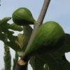 Vijg Als Solitair (Ficus Carica) -Groene Wereld 20120221133807 7 1