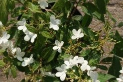 Sneeuwbal (Viburnum Plicatum 'Watanabe') 12 Sneeuwbal (Viburnum Plicatum 'Watanabe') -Groene Wereld 20120221135107 8