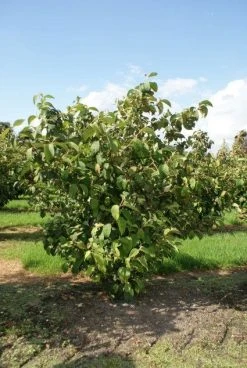 Japanse Sneeuwbal (Viburnum Plicatum 'Tomentosum') 8 Japanse Sneeuwbal (Viburnum Plicatum 'Tomentosum') -Groene Wereld 20120221140619 6