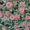 Skimmia (Skimmia Japonica 'Rubella') -Groene Wereld 20120221150712 8