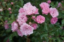 Stamroos (Rosa 'The Fairy') -Groene Wereld 20120221151648 1