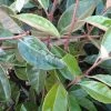 Olijfwilg Als Boom (Elaeagnus Pungens 'Maculata') -Groene Wereld 20120225092847 8
