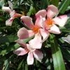 Roze Oleander (Nerium Oleander) 2 Roze Oleander (Nerium Oleander) -Groene Wereld 20120225093131 8