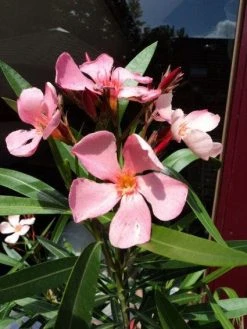 Oleander Als Leivorm (Nerium Oleander) -Groene Wereld 20120225093200 1 1