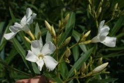 Oleander Als Leivorm (Nerium Oleander) -Groene Wereld 20120225093249 1