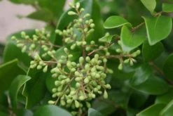 Liguster Op Stam (Ligustrum Japonicum 'Texanum') -Groene Wereld 20120225094531 2 2