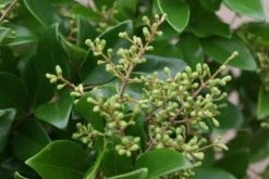Liguster Op Stam (Ligustrum Japonicum 'Texanum') -Groene Wereld 20120225094602 2 2