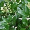 Liguster Op Stam (Ligustrum Japonicum 'Texanum') -Groene Wereld 20120225094625 2 2
