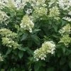 Pluimhortensia (Hydrangea Paniculata 'Unique') -Groene Wereld 20120225112741 5