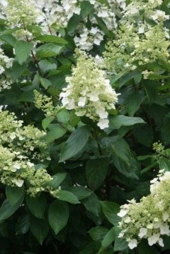 Pluimhortensia (Hydrangea Paniculata 'Unique') -Groene Wereld 20120225112804 5
