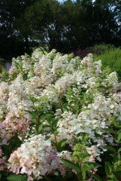 Pluimhortensia (Hydrangea Paniculata 'Unique') -Groene Wereld 20120225112833 5